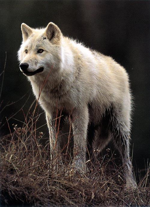 Arctic wolf-standing on hill-portrait.jpg
