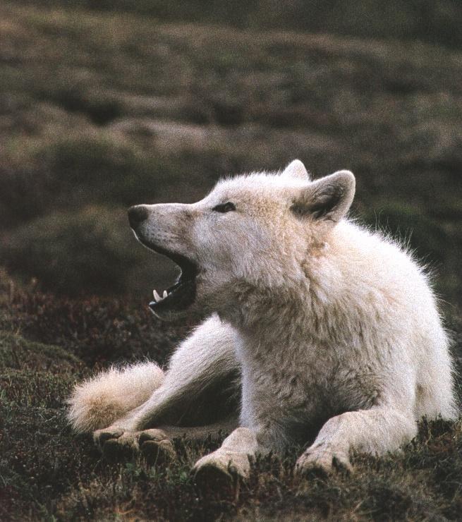 Arctic Wolf007-Roaring on grass.jpg