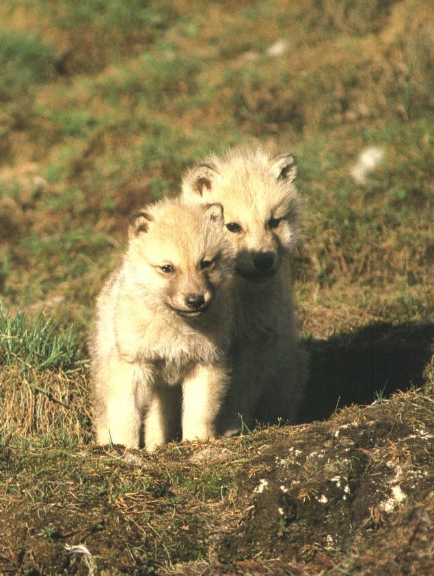 Arctic Wolf Siblings-2Puppy-OnHill.jpg