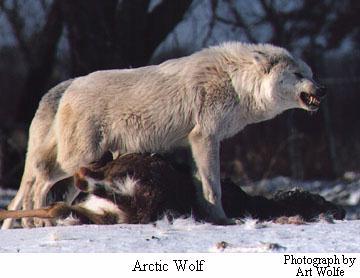 Arctic Wolf-stay away.jpg