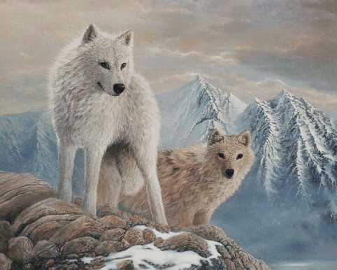Arctic-wolves-Arctic Wolf.jpg