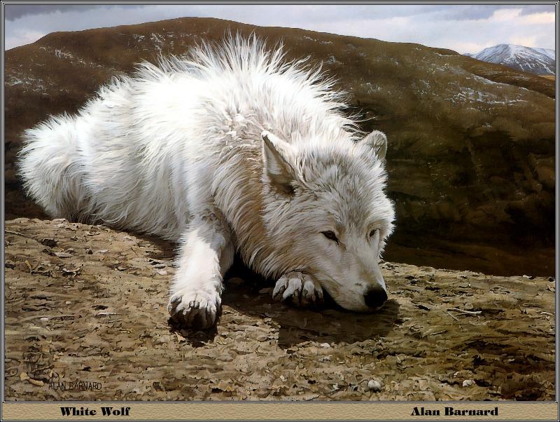 p-bwa-35-White Wolf-resting-Painting by Alan Barnard.jpg