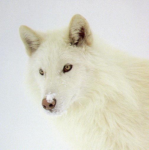 White-Arctic Wolf-05.jpg