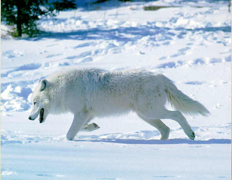 Wolf X-Tundra or Arctic Wolf-runs in snow.jpg
