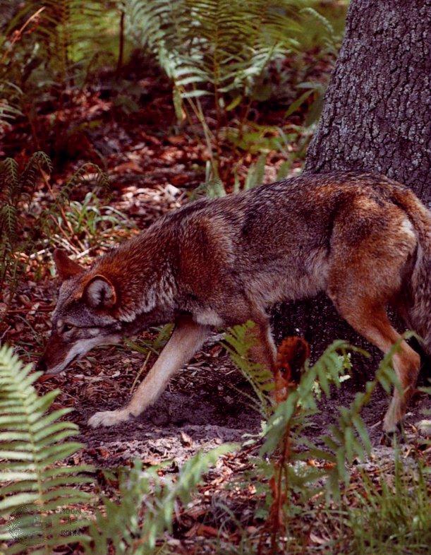 dwredw02-Red Wolf-Wandering in forest.jpg