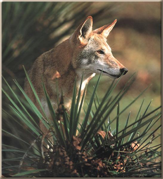 Red Wolf 06-Stalks at Conifer forest edge-Closeup.JPG