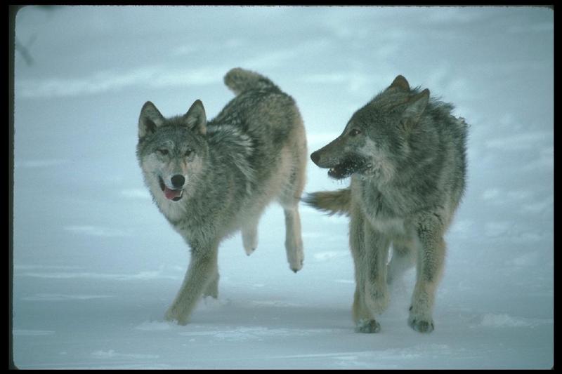 2gray wolf3-Running On Snow.jpg