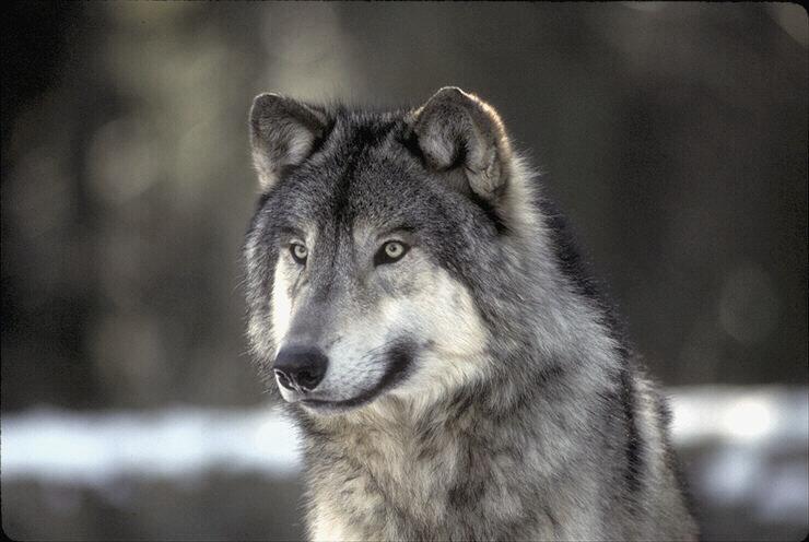 041045-Gray Wolf-Face-Closeup.jpg