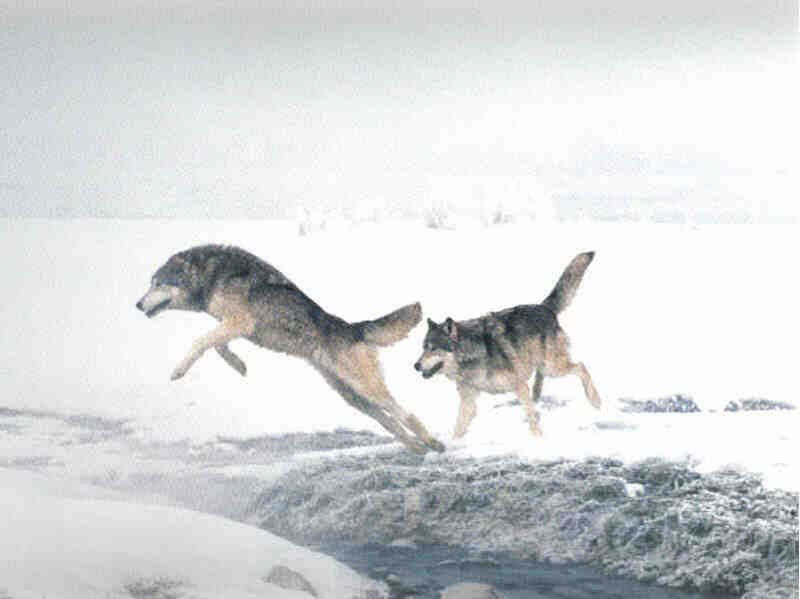 Gray Wolf3-Jumping Over Ditch.jpg