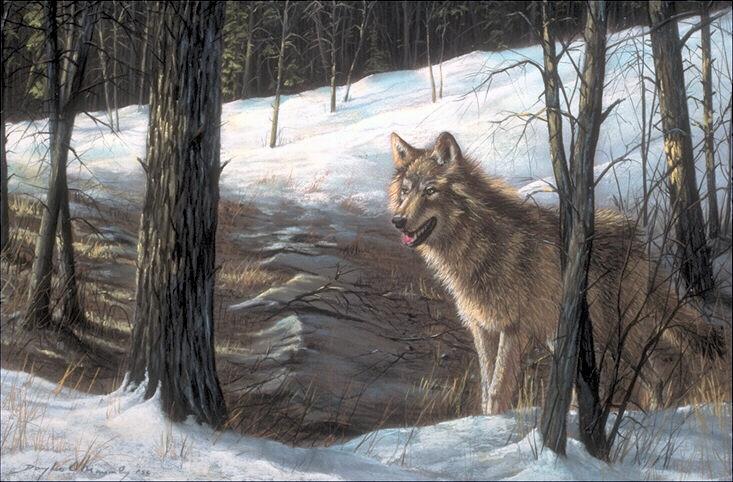 319034-Art-Gray Wolf-standing in snow forest.jpg