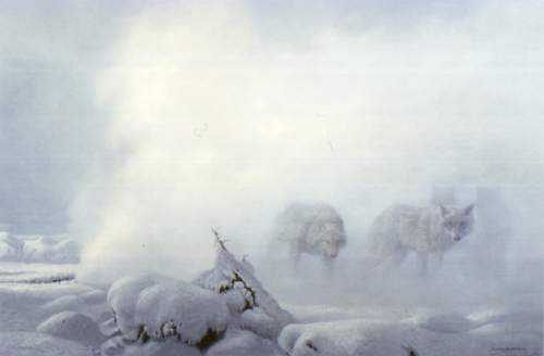 seerey-l Gray Wolf pack-In Snow Storm.jpg