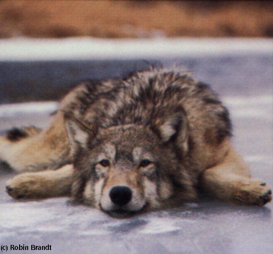 a Clumsy Gray Wolf-Fallen On Ice.jpg