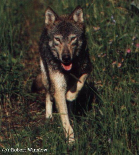 adarkc~1-Gray Wolf runs-Front View.jpg