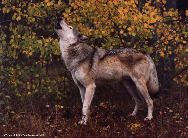 Gray Wolf Howling1-Golden Leaves.jpg