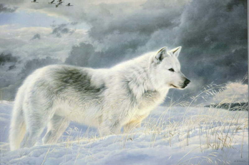 art3-Gray Wolf stands on snow.jpg