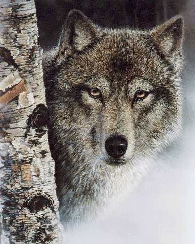 brchwolf-Gray Wolf.jpg