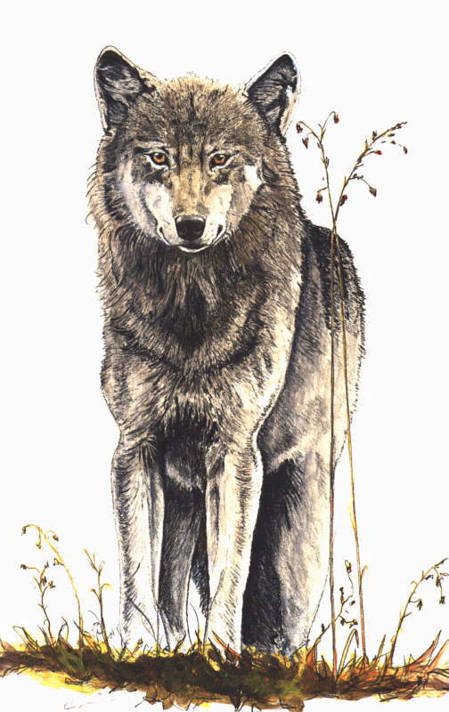 Cwolf-Gray Wolf-Portrait Art.jpg