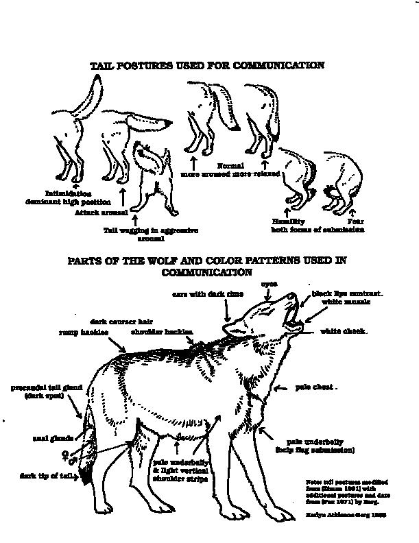 Diagram1-Wolf Body Parts in Communications.gif