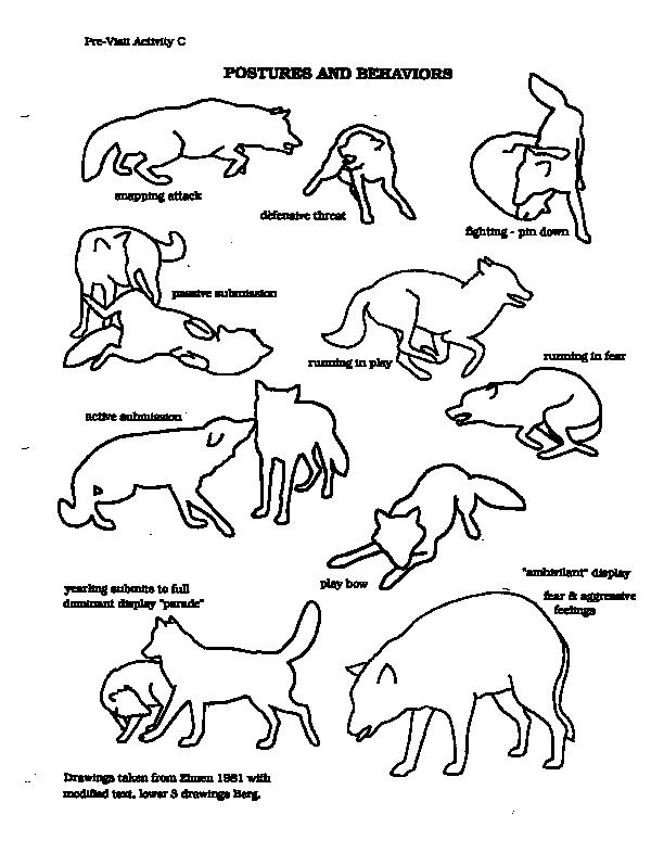 Diagram2-Wolf-Postures and Behaviors.gif
