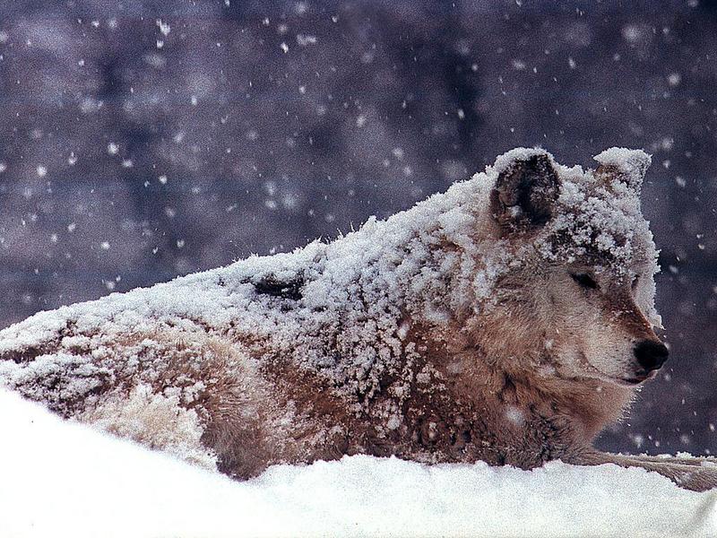 Ds-Animal 012 - Loup Gris-Gray Wolf-sitting in snow fall.jpg