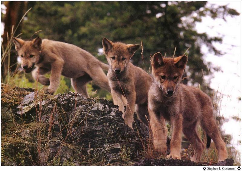 f Wolf song96 04 Stephen J Krasemann-Gray Wolf puppies.jpg