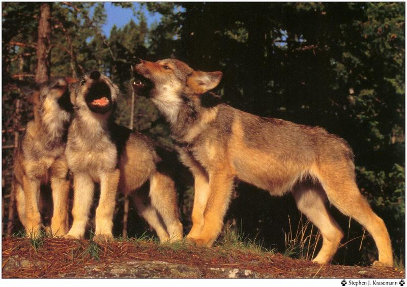 f Wolf song96 07 Stephen J Krasemann-Gray Wolf-cubs howl.jpg