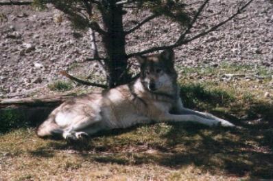 gray wolf 1-from Southern Montana.jpg