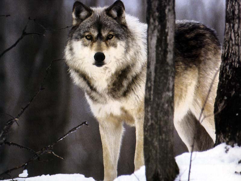 Gray wolf-eyes-standing on snow forest.JPG