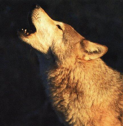 Gray Wolf5-Howling Face Closeup.jpg