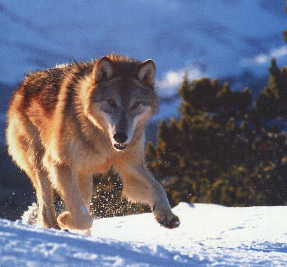 Gray Wolf5-Runs on snow-Closeup.jpg