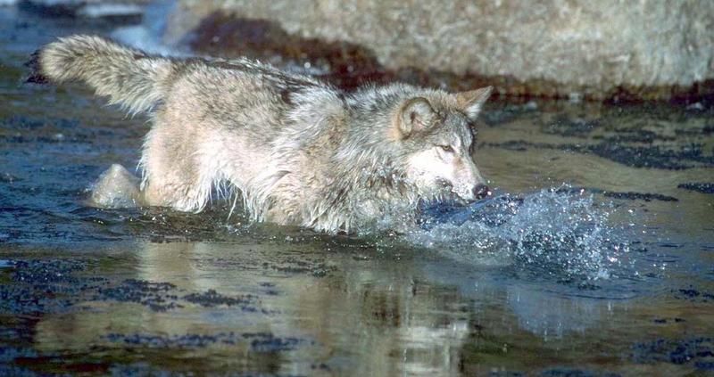 Gray Wolf In River 03.jpg