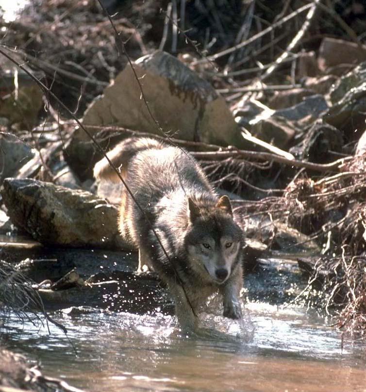 Gray Wolf In River04.jpg