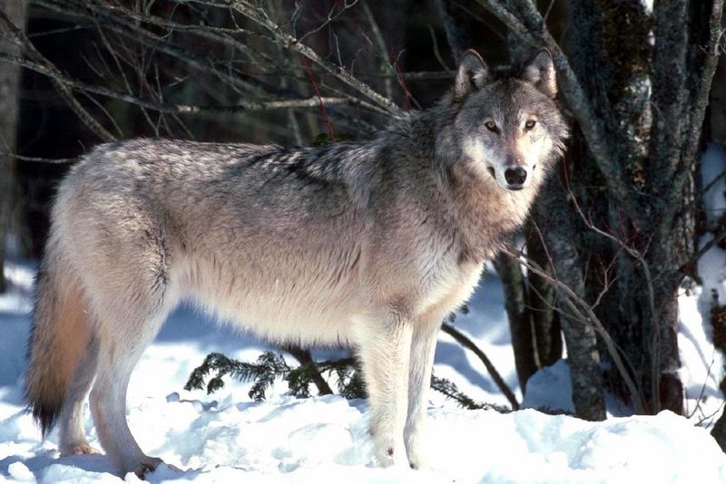 Gray Wolf In Snow00.jpg
