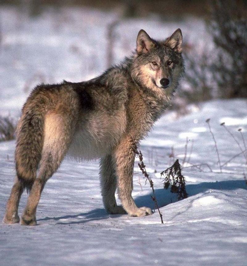 Gray Wolf In Snow01.jpg