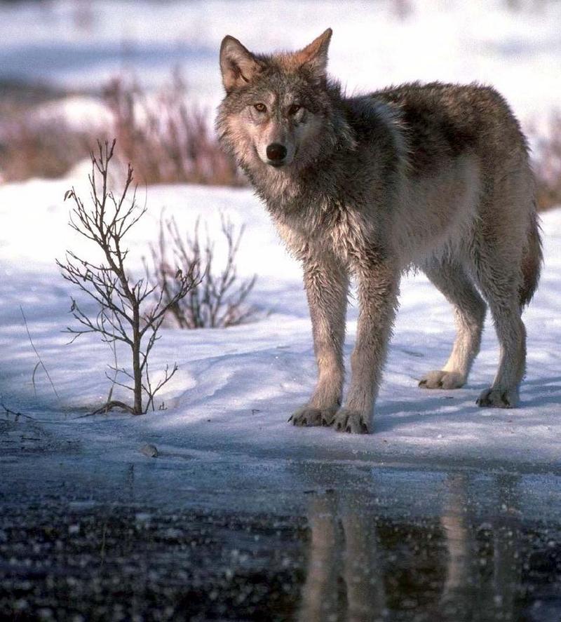 Gray Wolf In Snow02.jpg