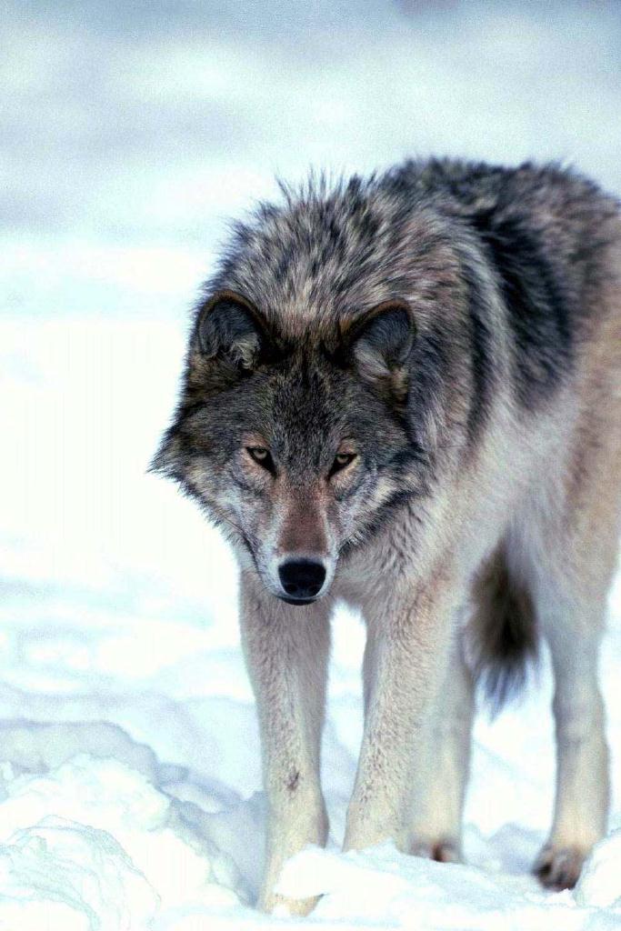 Gray Wolf In Snow03.jpg