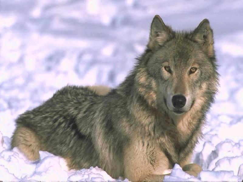 Gray Wolf-Lying Down-On Snow-Closeup.jpg
