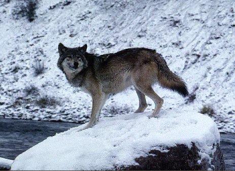 Gray Wolf-On Snow Rock-In River.jpg