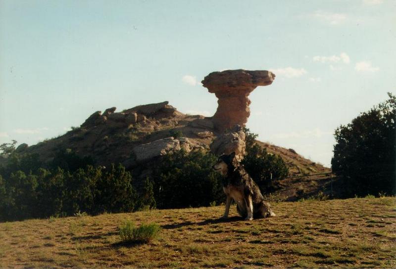 Gray Wolf-Sitting-At-Camel Rock.jpg