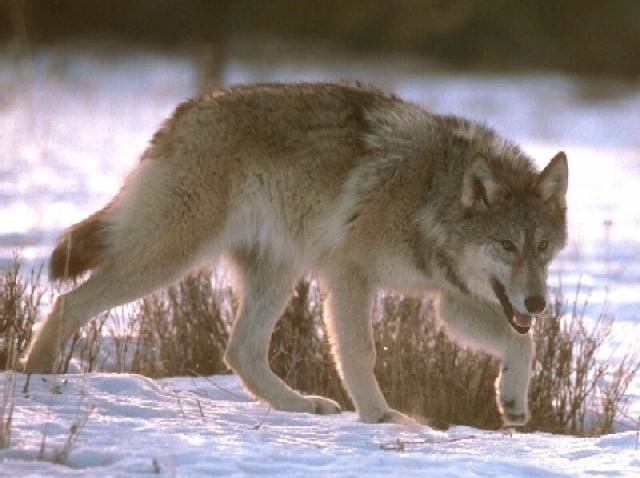 Gray Wolf Walking01.jpg