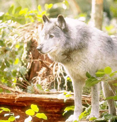 grey wolf11.jpg