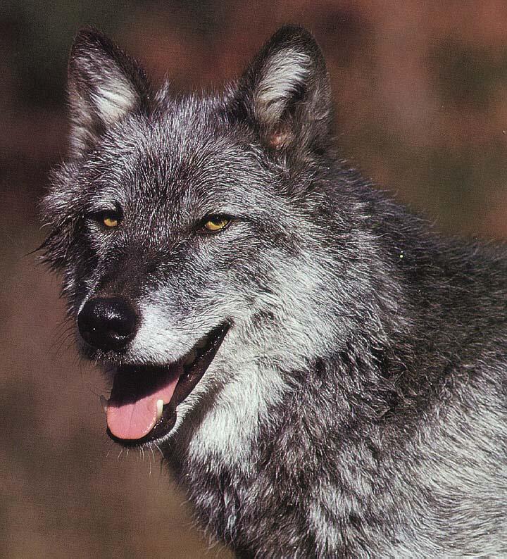 grey wolf1-Gray Wolf-black phase face closeup.jpg
