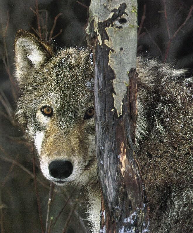 grey wolf3-Gray Wolf-face closeup-behind trunk.jpg