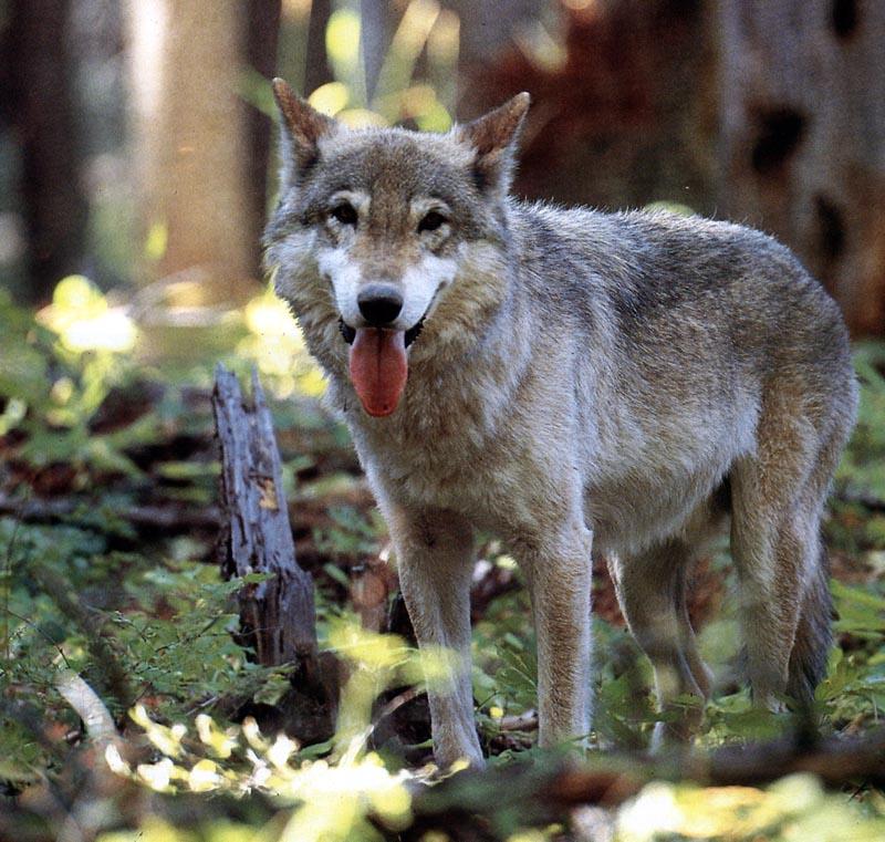 grey wolf-Gray Wolf-tired-long tongue.jpg