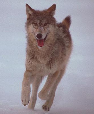 Happy Wolf Running2.jpg