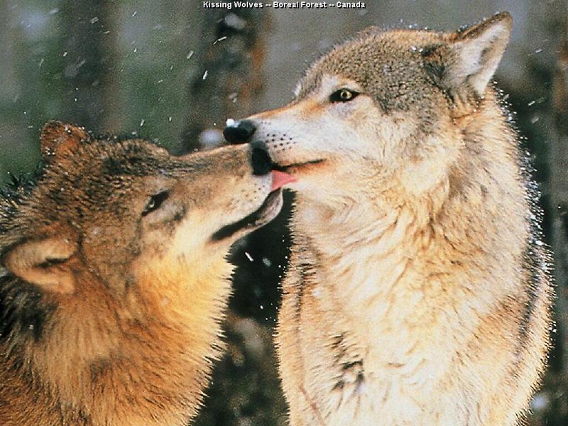 Kiss Wolf-Gray Wolf-pair closeup in snow.jpg