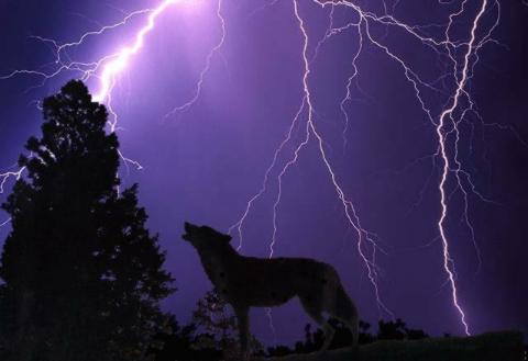 light wolf-Gray Wolf-under lightning and thunder.jpg