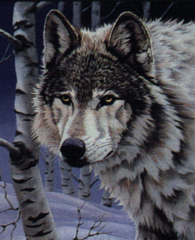 magice1-Great Face-Gray Wolf-Painting.jpg