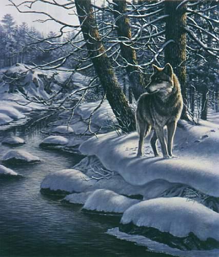 meger jm-Art-Gray Wolf-standing on snow stream side.jpg