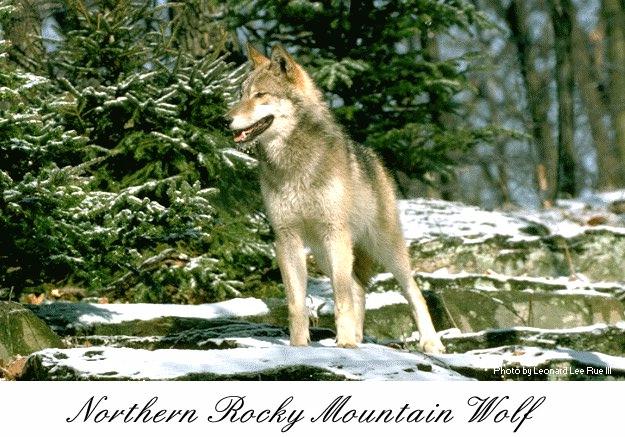Northern Rocky Mountain Wolf01.jpg